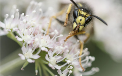 De wesp: van ongedierte naar waardevolle insectensoort